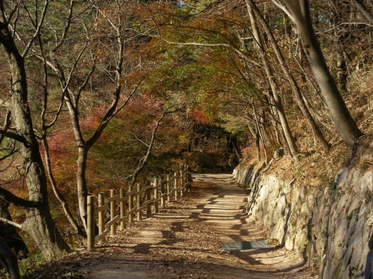 나무 그늘 아래 완만하게 이어지는 경주 석굴암 가는 흙길